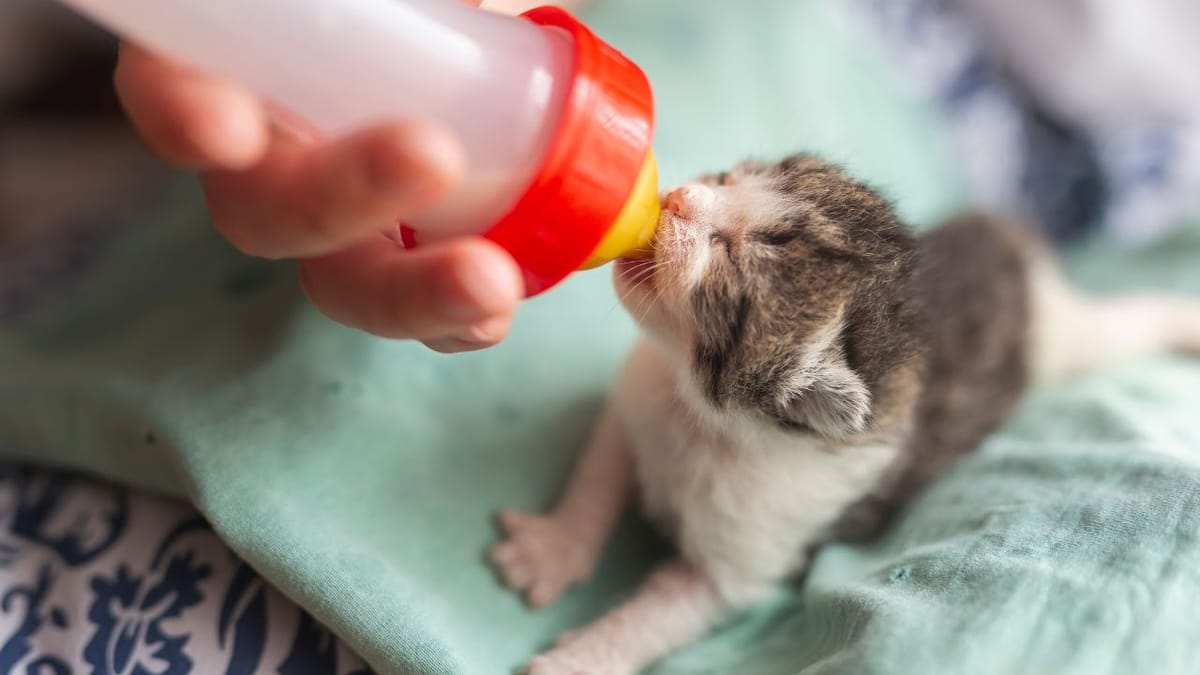 kitten milk replacer