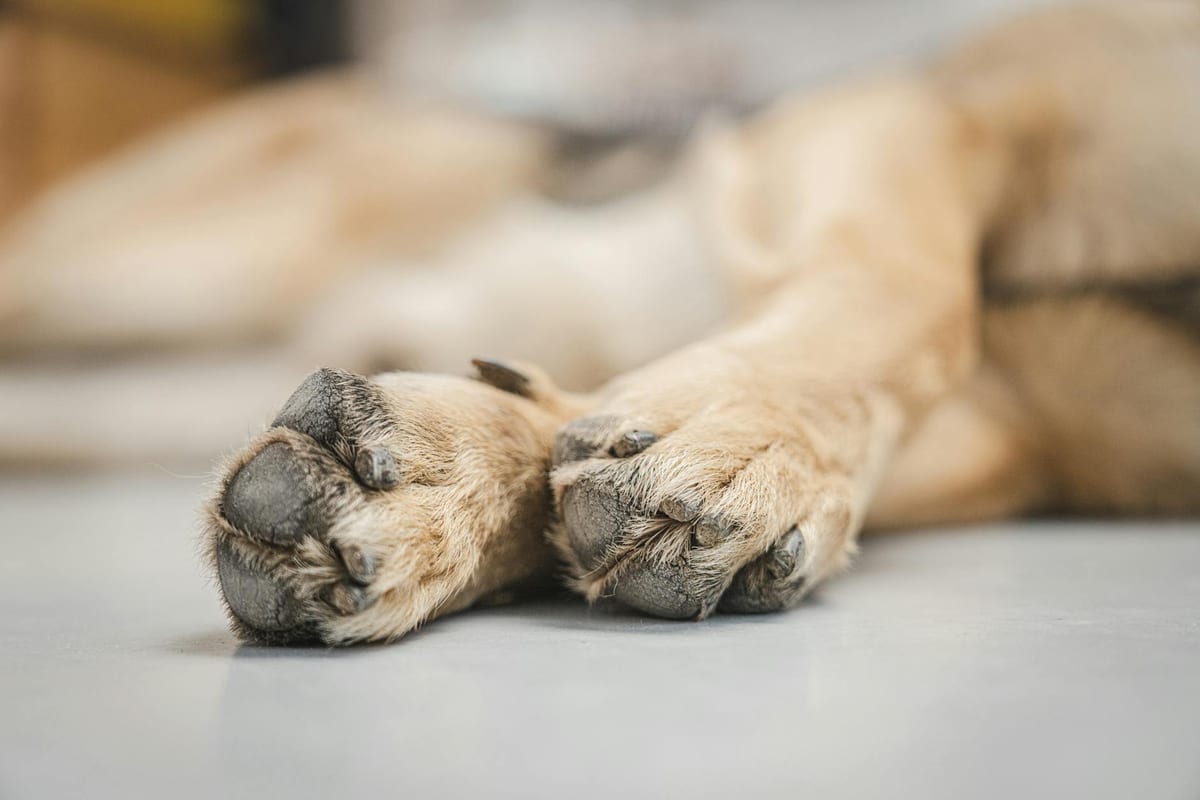 Close-up of a dog’s paws