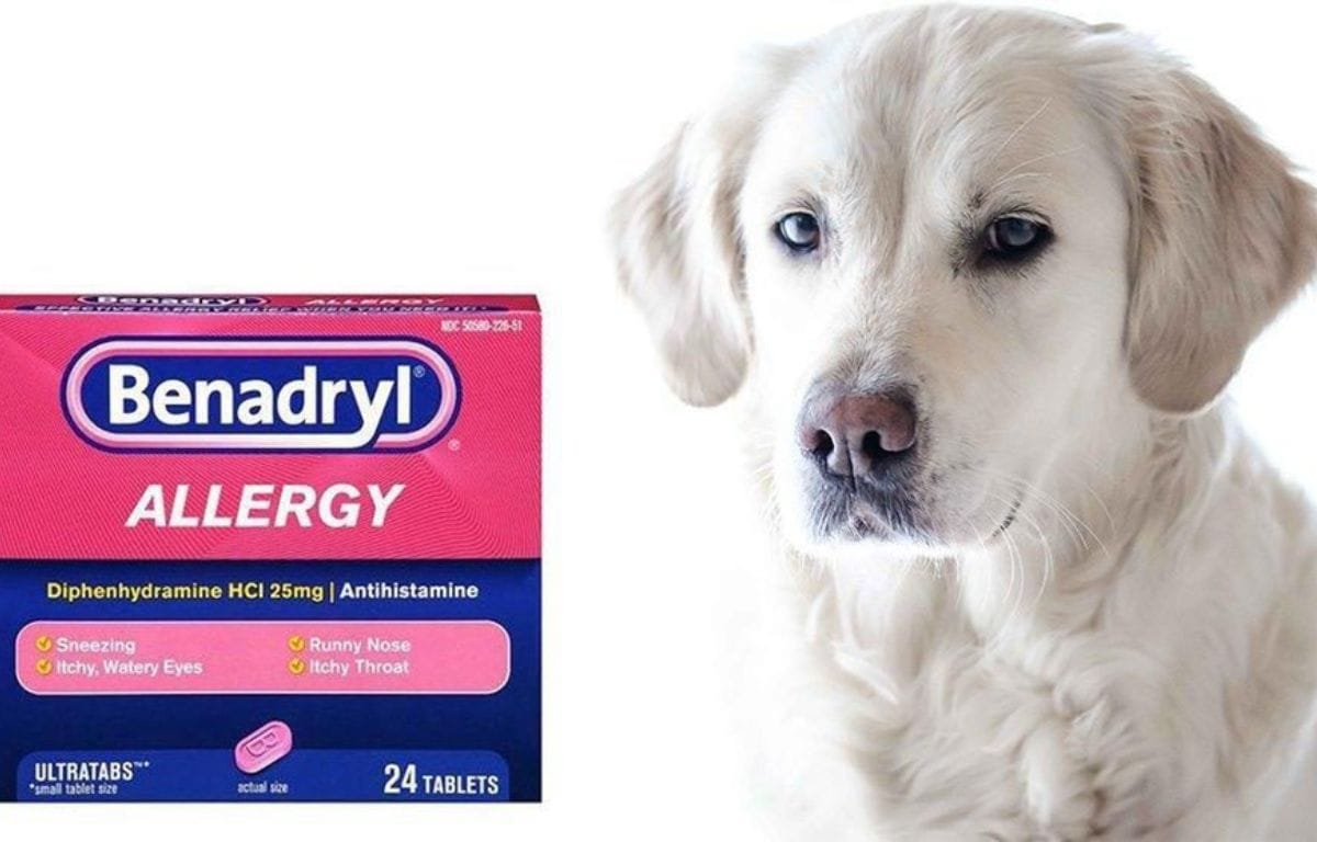 How Often Can I Give My Dog Benadryl