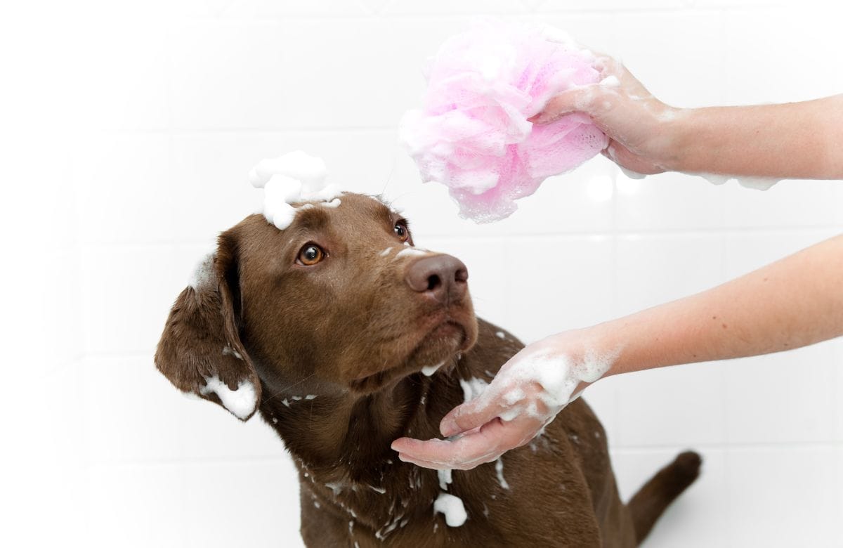 How to bathe a dog – Tips on making your dog love bath time