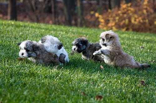 choosing the best puppy