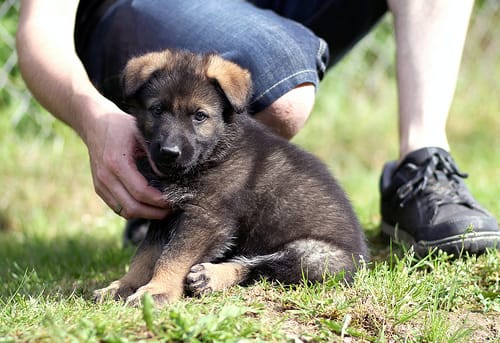 German shepherd puppy