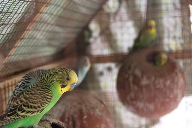 How to care for a Lovebird?