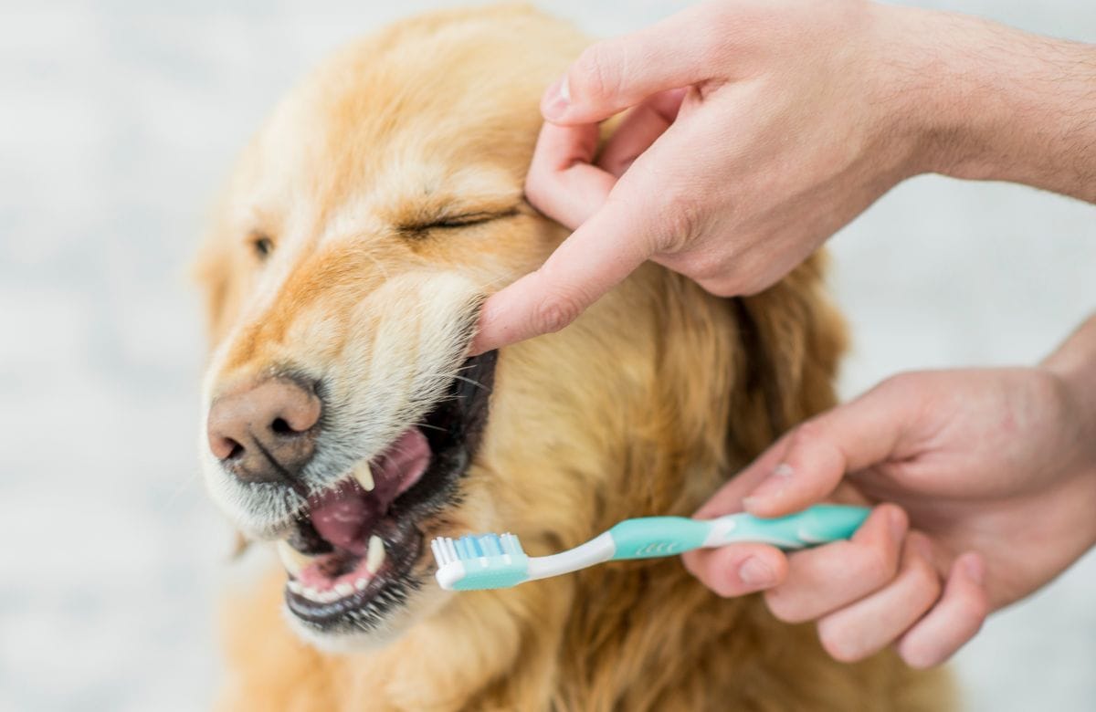 How to clean a dog’s teeth