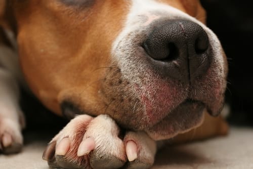 Dog nail