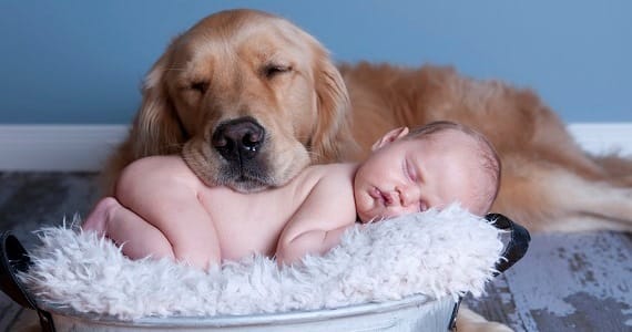Dogs and babies