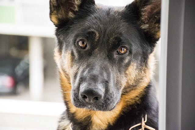 german shepherd best guard dog