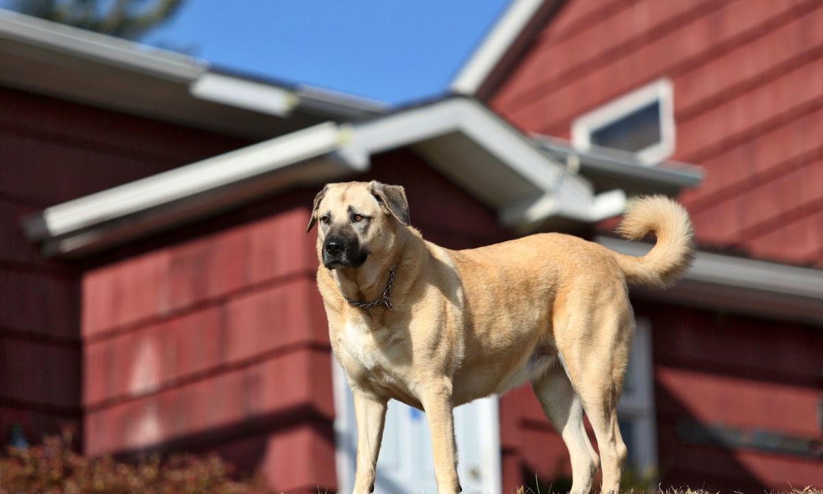 kangal dog price in india