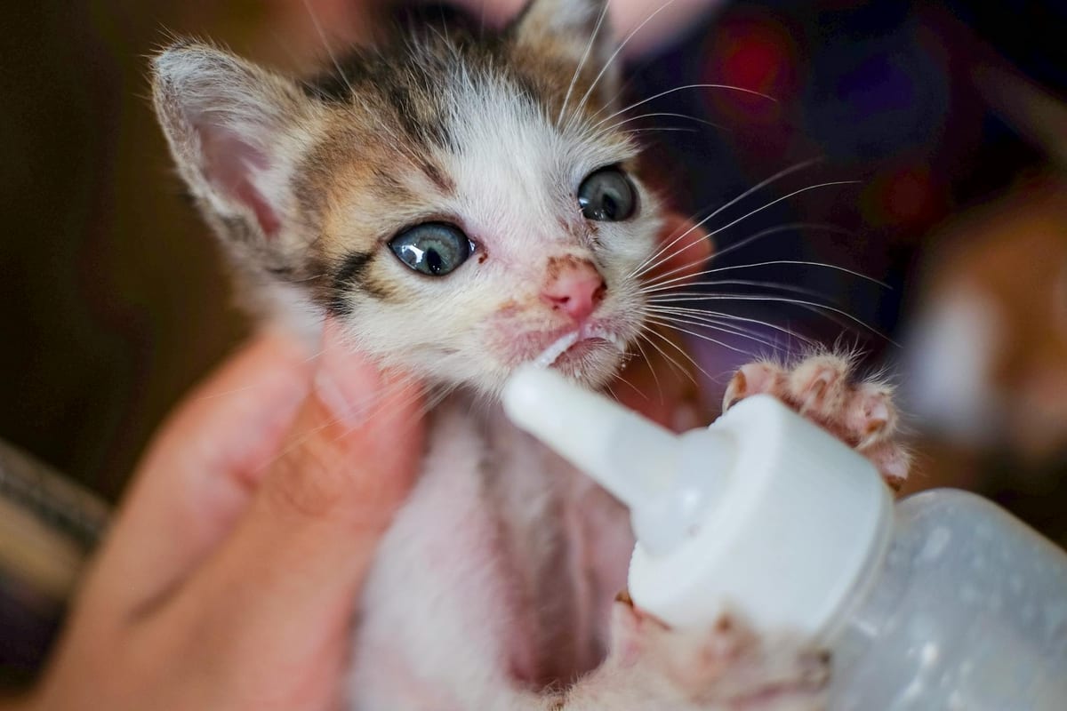 A young orphaned kitten being bottle-fed kitten milk replacer
