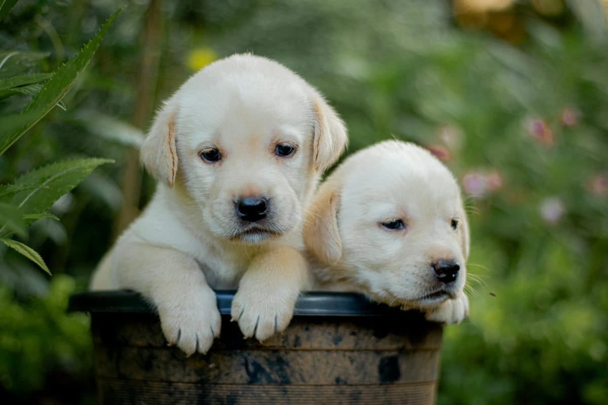 best food for labrador in india