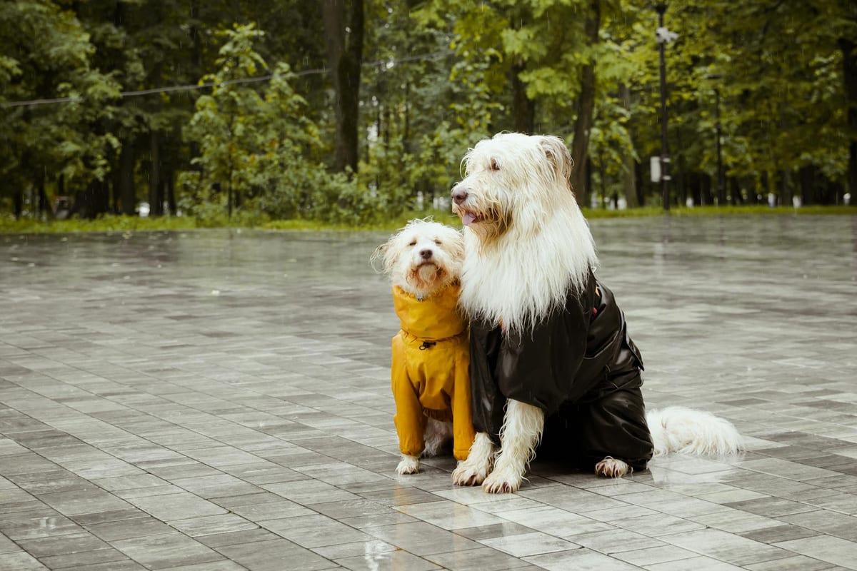 Wet dogs out in the monsoon rain