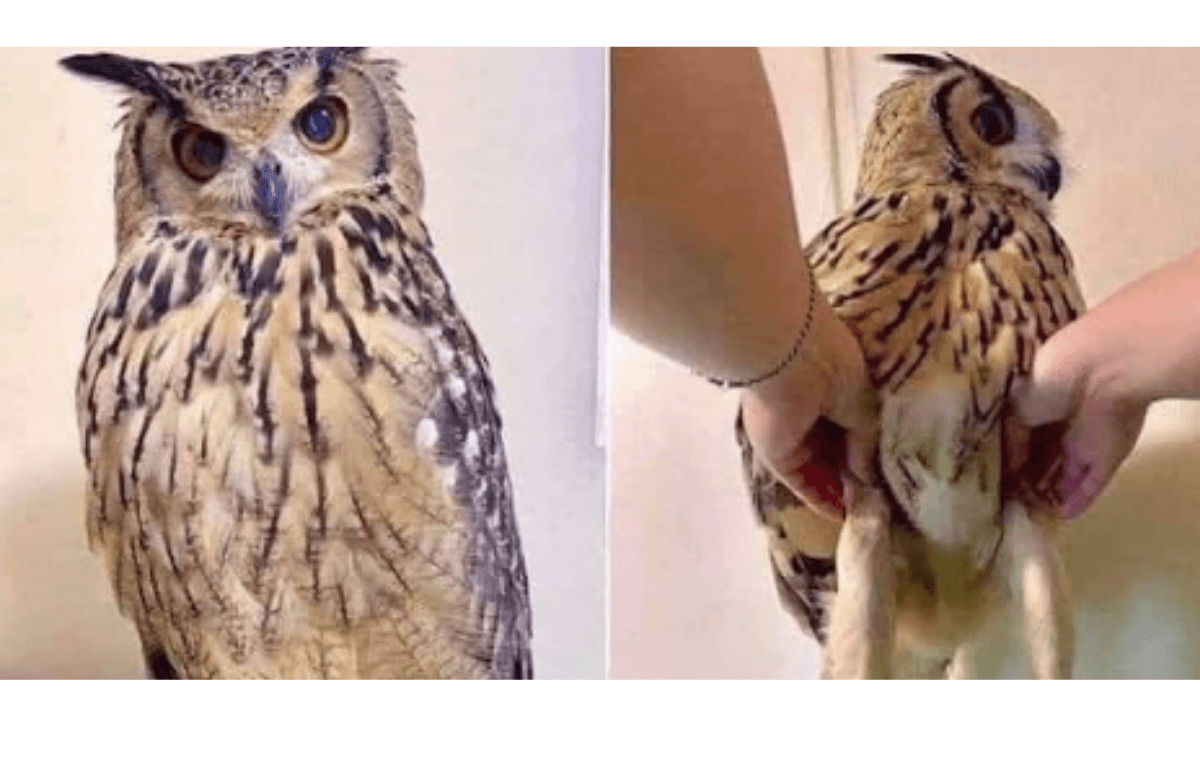 Owl Legs