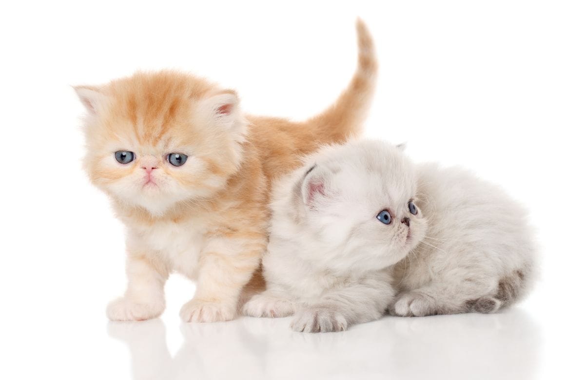 persian cat baby