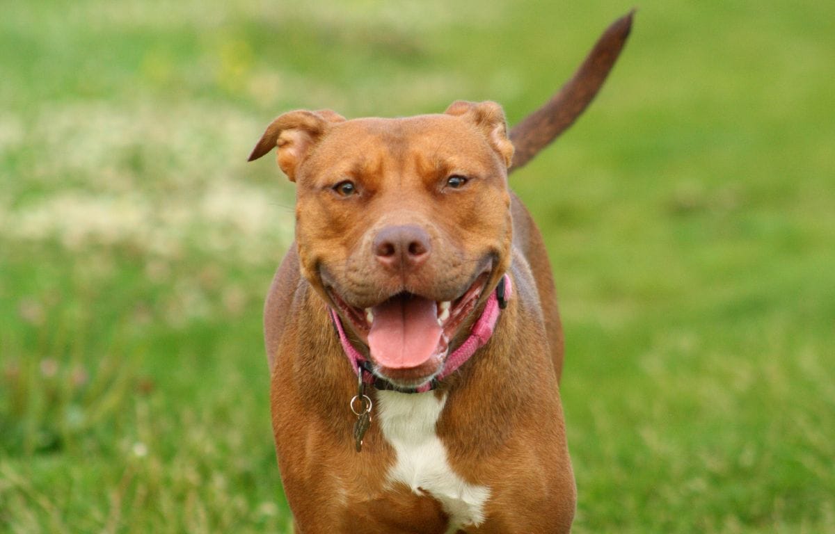 pitbull dog price in India