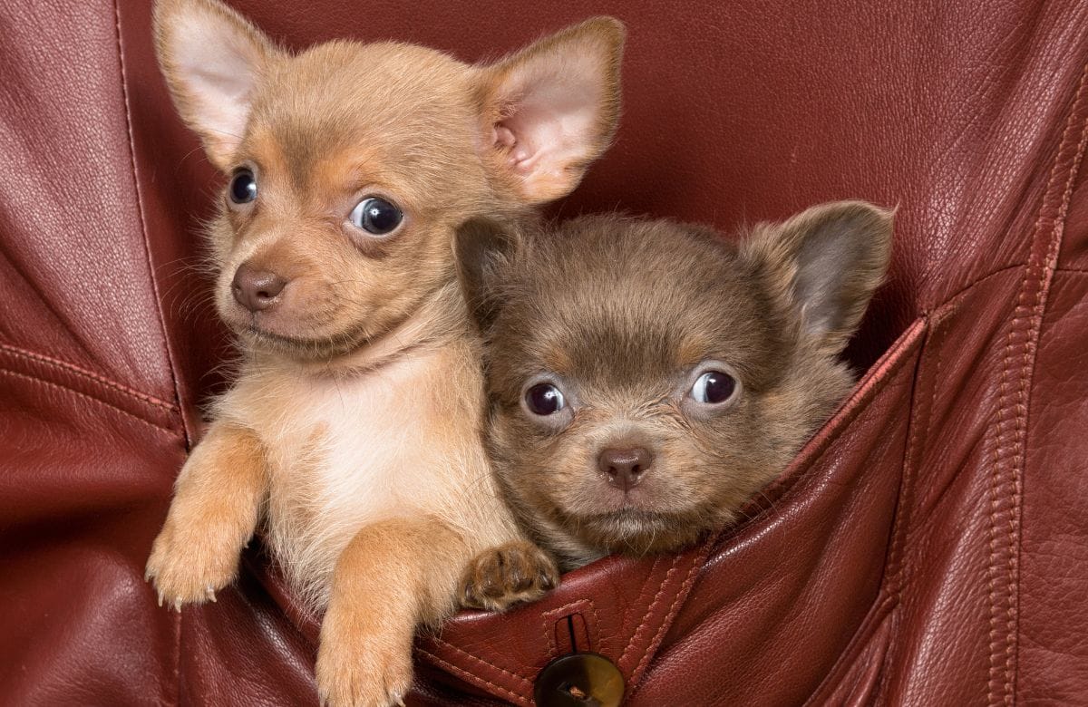 pocket dog price in India