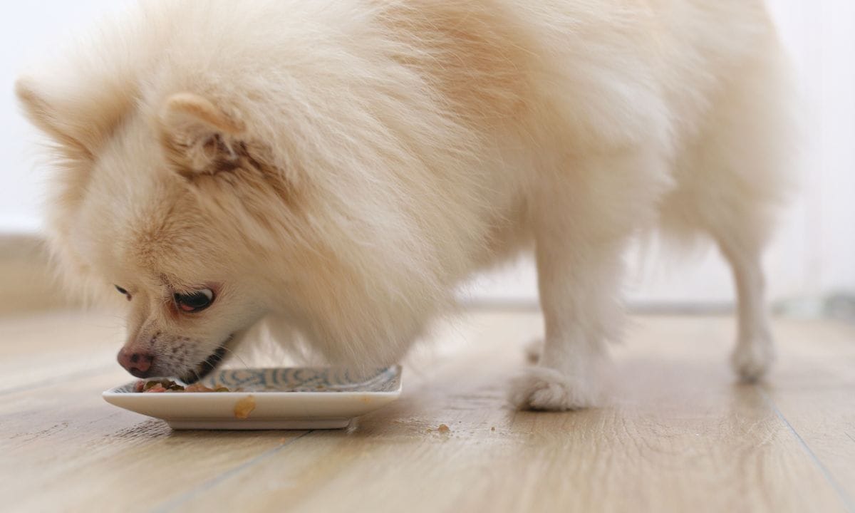 pomeranian dog food in India