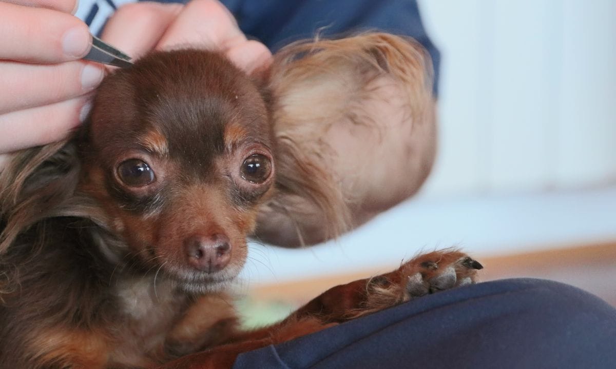 ticks in dogs