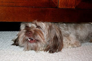 Scared Dog