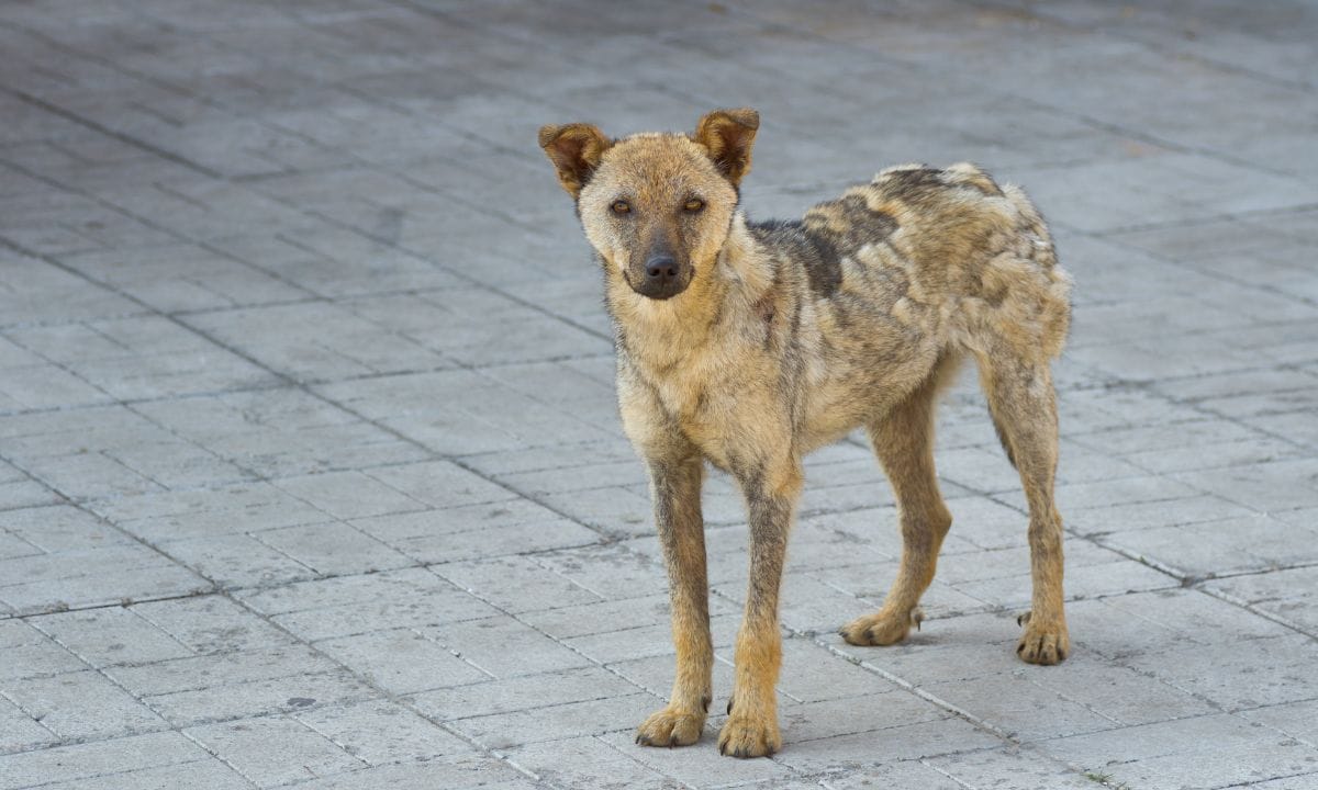 ringworm in dogs