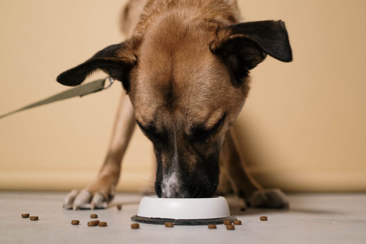 A brown dog eating dry kibble from a white bowl indoors