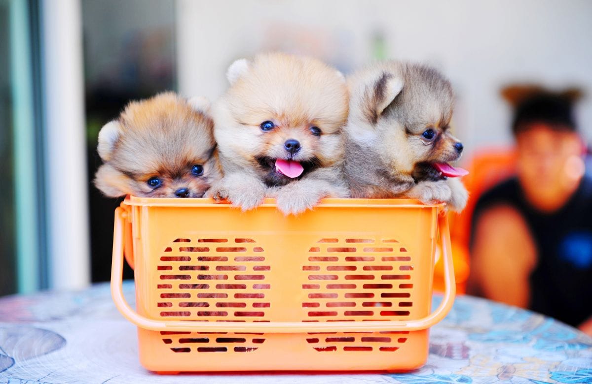 best dog food for puppies