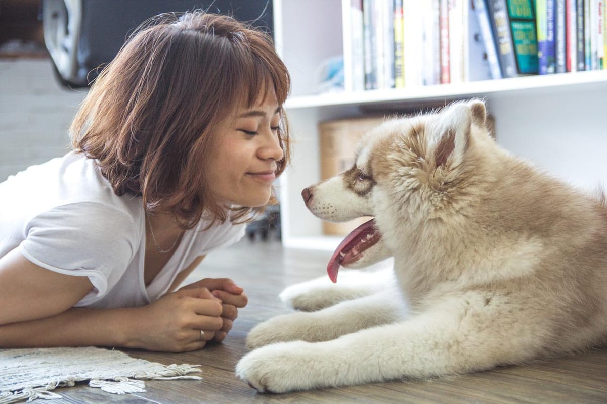 siberian husky price in India