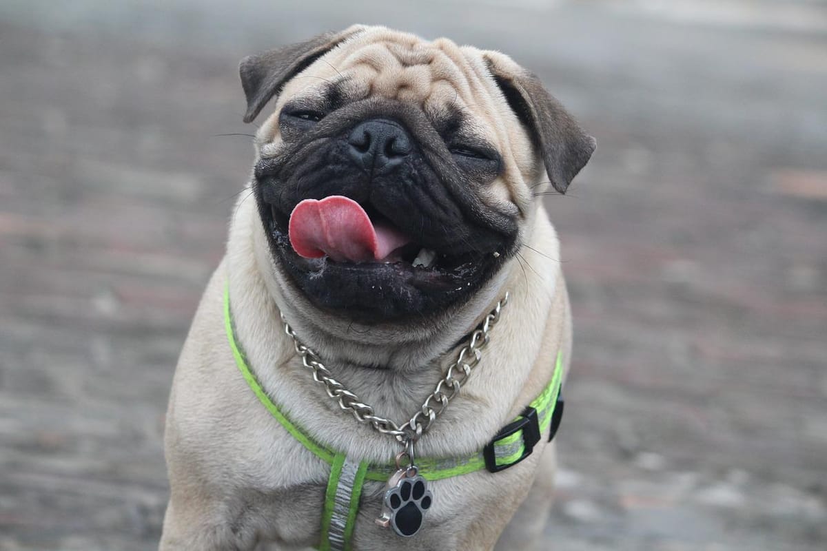 The 5 Best Small Dog Breeds In India