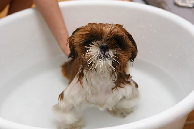 Dog bath