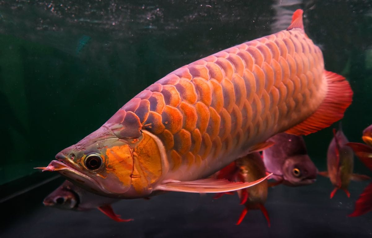 arowana fish food
