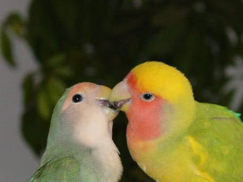 Love birds
