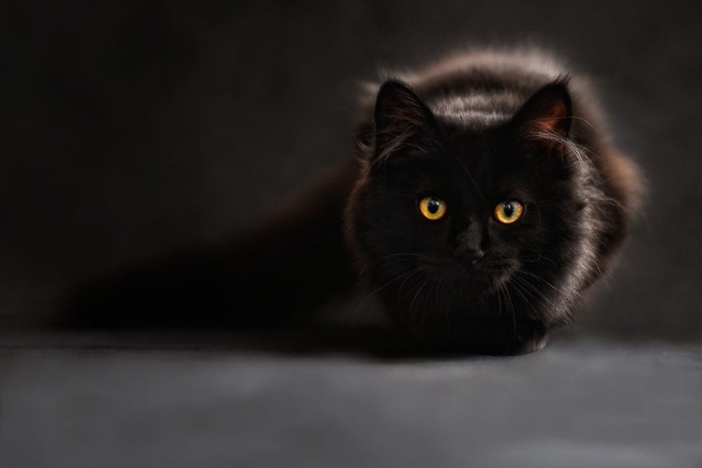 cats wallpaper