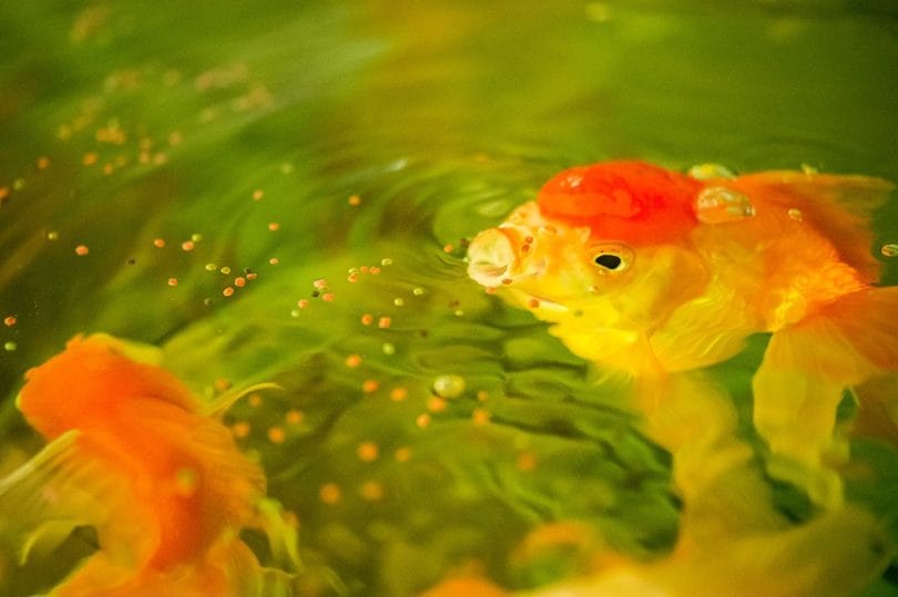 fish eating food