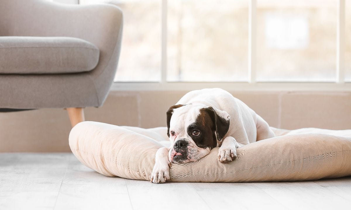 dog beds amazon india