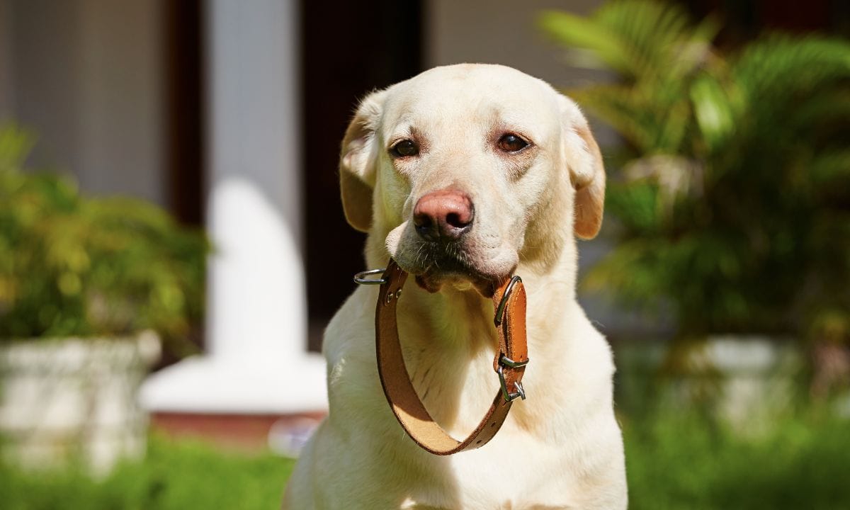 dog collars online
