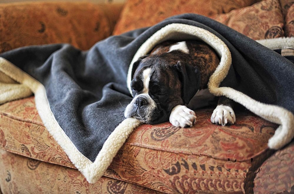 dogs beds amazon online