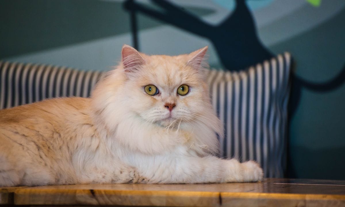 persian cat food