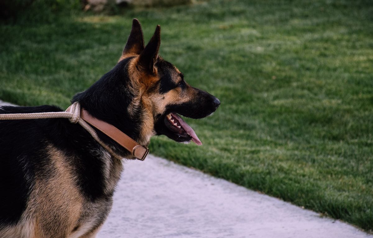 german shepherd training