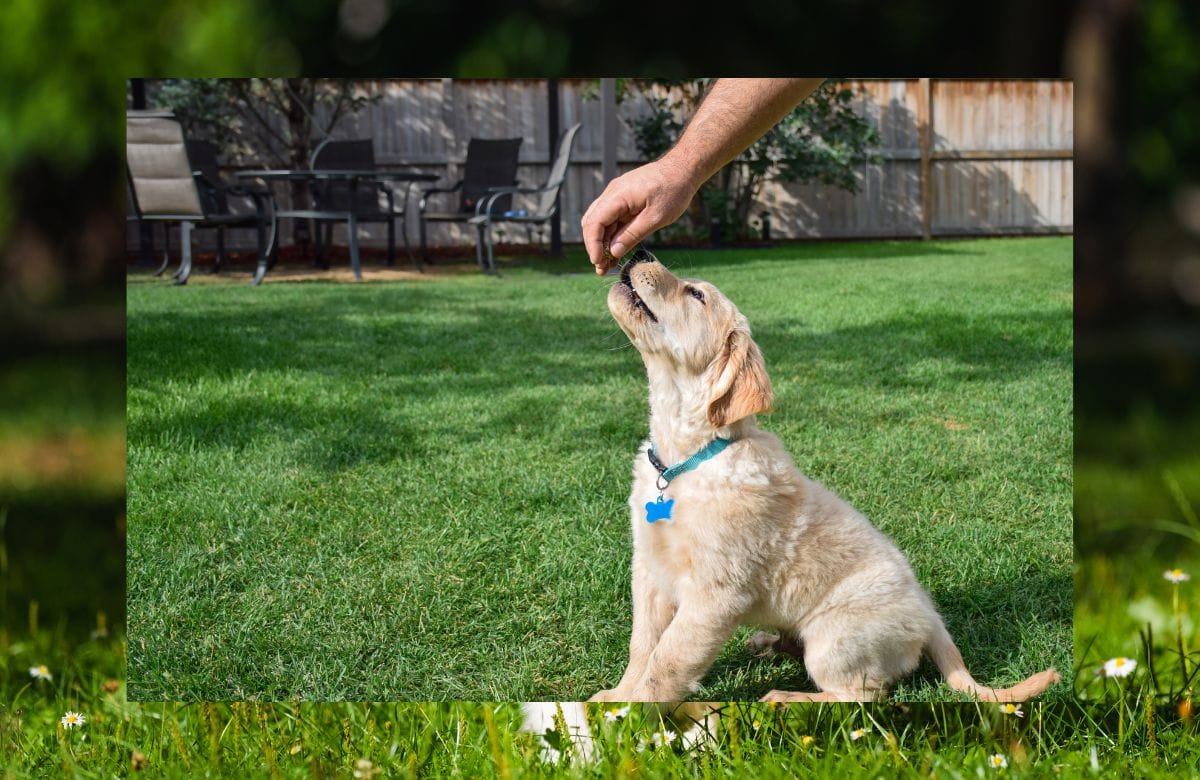 Training dogs fetch in a week