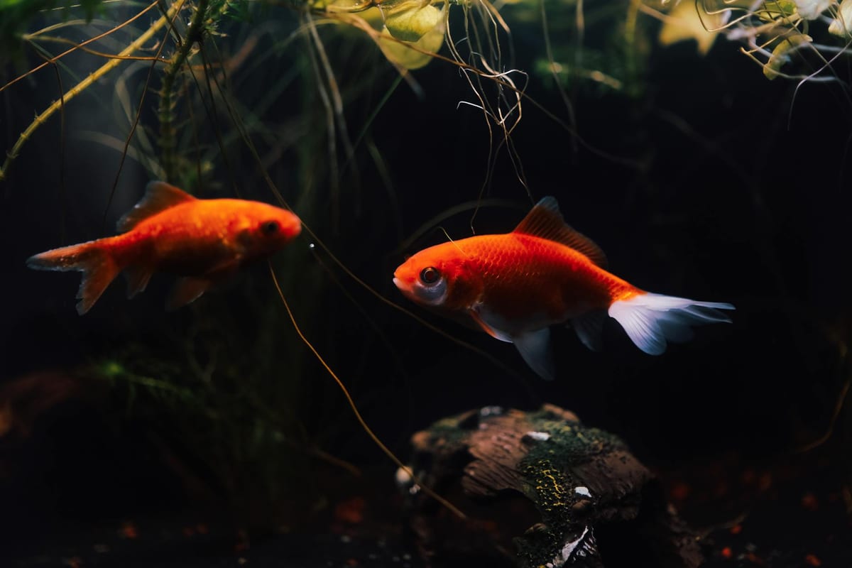 Goldfish swimming in a home aquarium