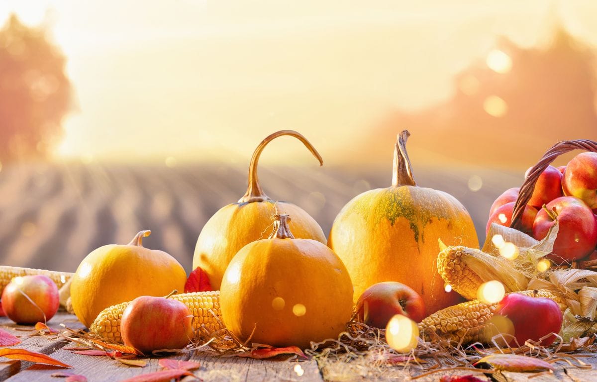 what can cats eat on thanksgiving