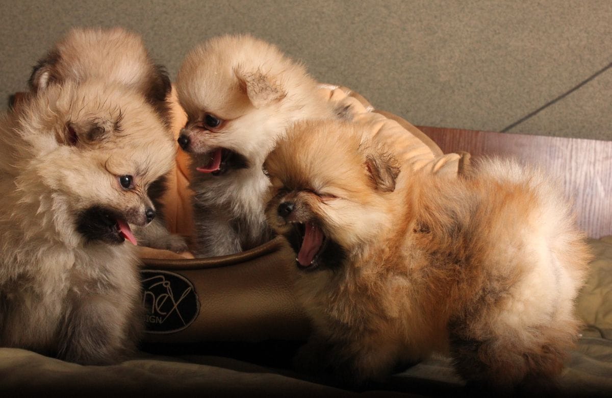 Pomeranian Dog Price In India