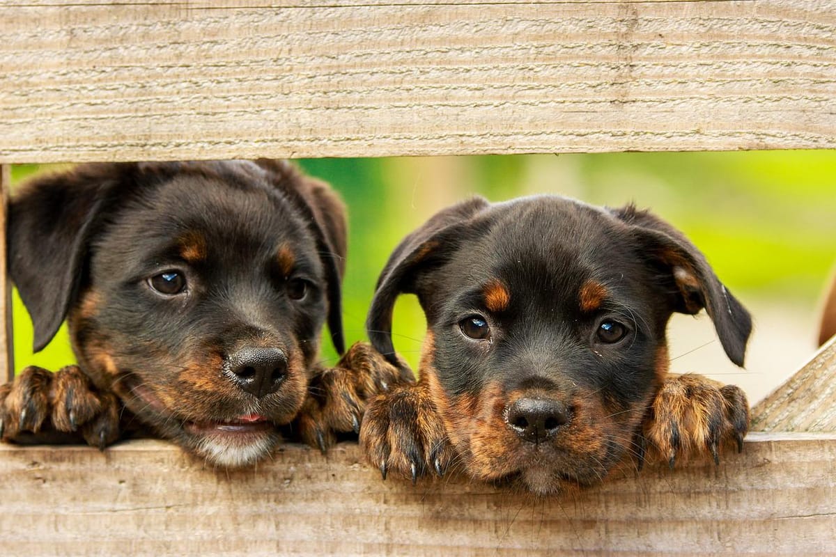 rottweiler price in india
