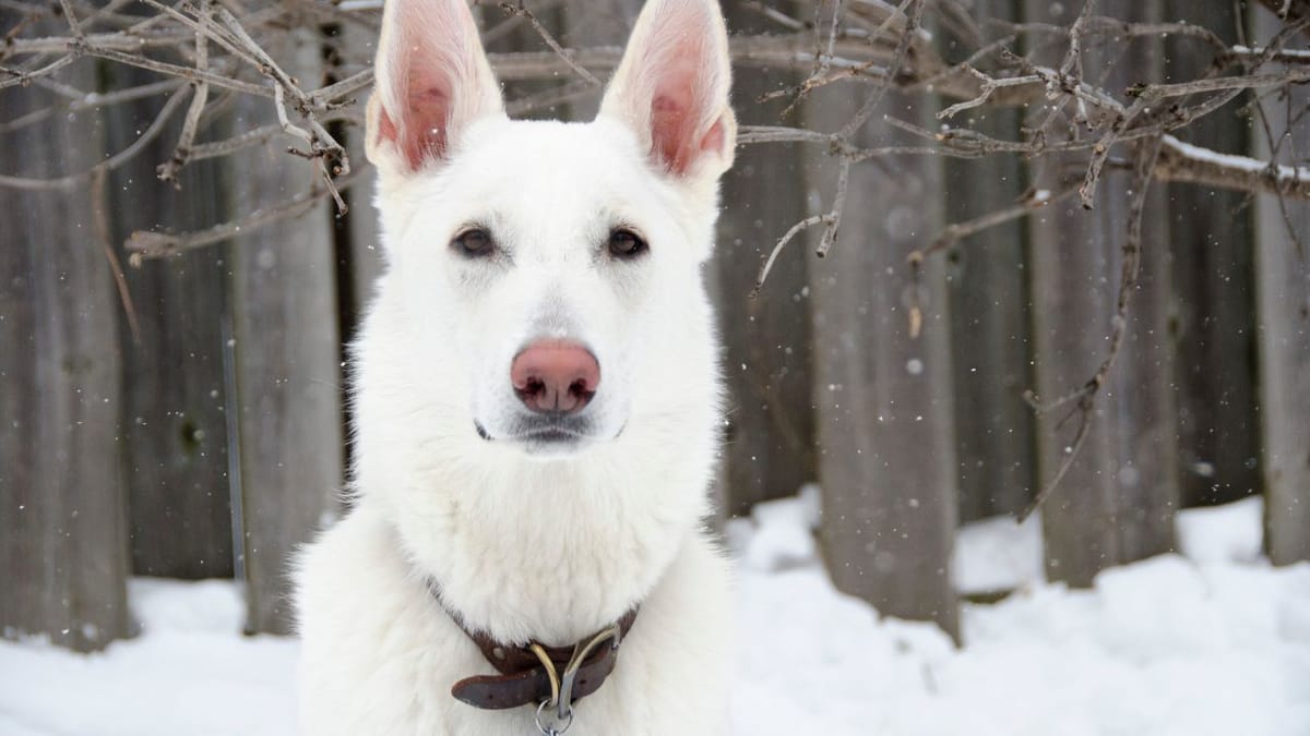 White German Shepherd Price in India