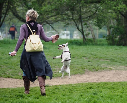 Why do dogs jump on humans?
