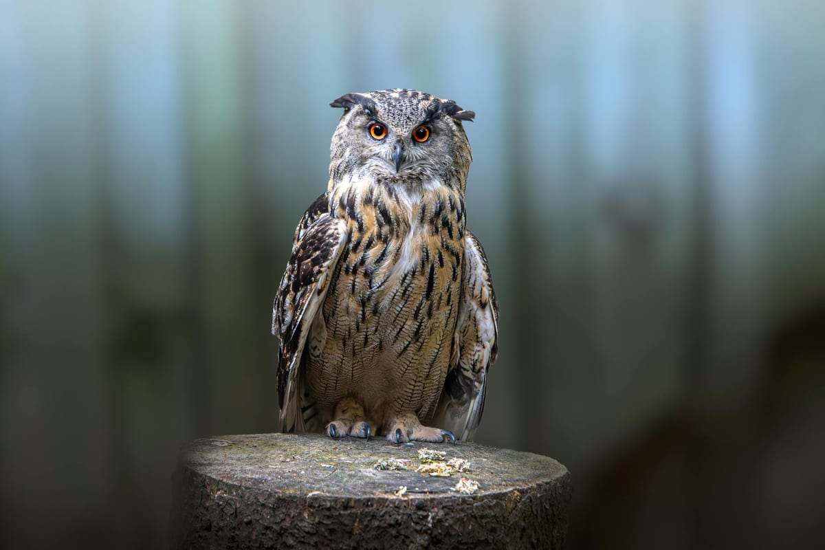 1. World of Naked Owls:Featherless Owl Beauties