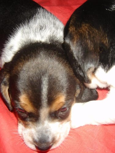 New puppy in the house