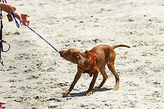 active puppy