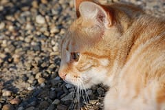 Cats for adoption