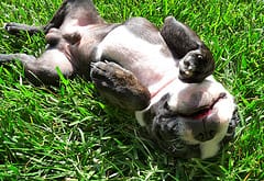 neutral puppy