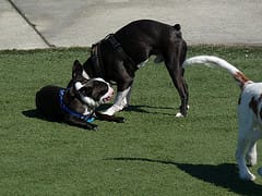 submissive puppy